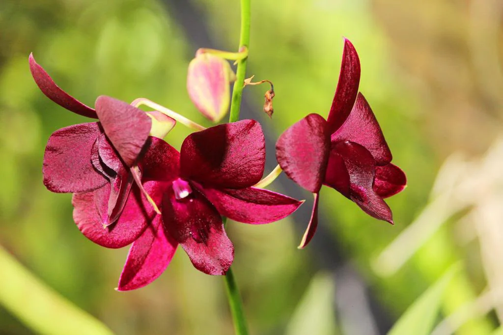 Red Orchid Collection